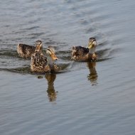 IMG_1828 (1024x683).jpg